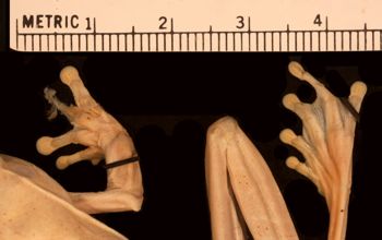 Media type: image;   Herpetology A-15369